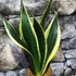 Kép 6/7 - Sansevieria canary