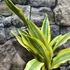 Kép 4/10 - Sansevieria aubrytiana 'Yellowstone'