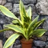 Kép 1/10 - Sansevieria aubrytiana 'Yellowstone'