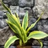 Kép 3/10 - Sansevieria aubrytiana 'Yellowstone'