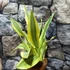 Kép 5/10 - Sansevieria aubrytiana 'Yellowstone'