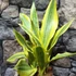 Kép 2/10 - Sansevieria aubrytiana 'Yellowstone'