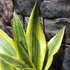 Kép 6/10 - Sansevieria aubrytiana 'Yellowstone'
