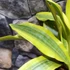 Kép 7/10 - Sansevieria aubrytiana 'Yellowstone'