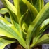 Kép 8/10 - Sansevieria aubrytiana 'Yellowstone'