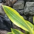 Kép 9/10 - Sansevieria aubrytiana 'Yellowstone'