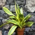 Kép 10/10 - Sansevieria aubrytiana 'Yellowstone'