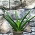 Kép 1/6 - Sansevieria Comet Amazon Green