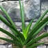 Kép 2/6 - Sansevieria Comet Amazon Green