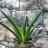 Kép 3/6 - Sansevieria Comet Amazon Green