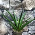 Kép 4/6 - Sansevieria Comet Amazon Green