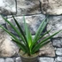 Kép 5/6 - Sansevieria Comet Amazon Green