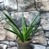 Kép 6/6 - Sansevieria Comet Amazon Green