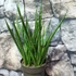 Kép 2/6 - Sansevieria cylindrica "Kichaka"