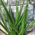 Kép 3/6 - Sansevieria cylindrica "Kichaka"