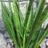 Kép 4/6 - Sansevieria cylindrica "Kichaka"