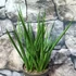 Kép 5/6 - Sansevieria cylindrica "Kichaka"