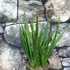 Kép 6/6 - Sansevieria cylindrica "Kichaka"