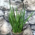 Kép 1/6 - Sansevieria cylindrica "Kichaka"