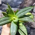 Kép 3/7 - Sansevieria Golden hahnii