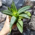 Kép 4/7 - Sansevieria Golden hahnii