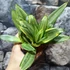 Kép 2/7 - Sansevieria Golden hahnii