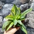 Kép 6/7 - Sansevieria Golden hahnii