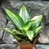 Kép 1/7 - Sansevieria Golden hahnii