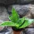 Kép 2/6 - Sansevieria trifasciata Silver hahnii