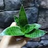 Kép 3/6 - Sansevieria trifasciata Silver hahnii