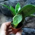 Kép 6/6 - Sansevieria trifasciata Silver hahnii
