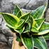 Kép 2/6 - Sansevieria hahnii "Stars and stripes"