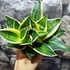 Kép 3/6 - Sansevieria hahnii "Stars and stripes"