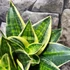Kép 4/6 - Sansevieria hahnii "Stars and stripes"