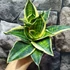 Kép 5/6 - Sansevieria hahnii "Stars and stripes"