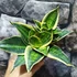 Kép 6/6 - Sansevieria hahnii "Stars and stripes"