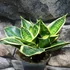 Kép 1/6 - Sansevieria hahnii "Stars and stripes"