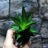 Kép 3/6 - Sansevieria Brilliant crown
