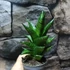 Kép 2/6 - Sansevieria Brilliant crown