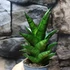 Kép 1/6 - Sansevieria Brilliant crown