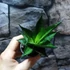 Kép 4/6 - Sansevieria Brilliant crown