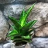 Kép 6/6 - Sansevieria Brilliant crown