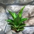 Kép 5/6 - Sansevieria Brilliant crown