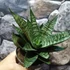 Kép 3/8 - Sansevieria 'Star Ming Green Marble'