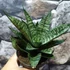 Kép 4/8 - Sansevieria 'Star Ming Green Marble'