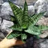Kép 5/8 - Sansevieria 'Star Ming Green Marble'