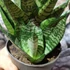 Kép 6/8 - Sansevieria 'Star Ming Green Marble'