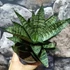 Kép 7/8 - Sansevieria 'Star Ming Green Marble'