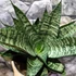 Kép 1/8 - Sansevieria 'Star Ming Green Marble'