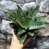 Kép 8/8 - Sansevieria 'Star Ming Green Marble'